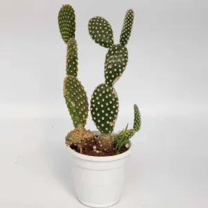 Adorable Bunny Ear Cactus Succulent - A Unique Addition to Your Collection