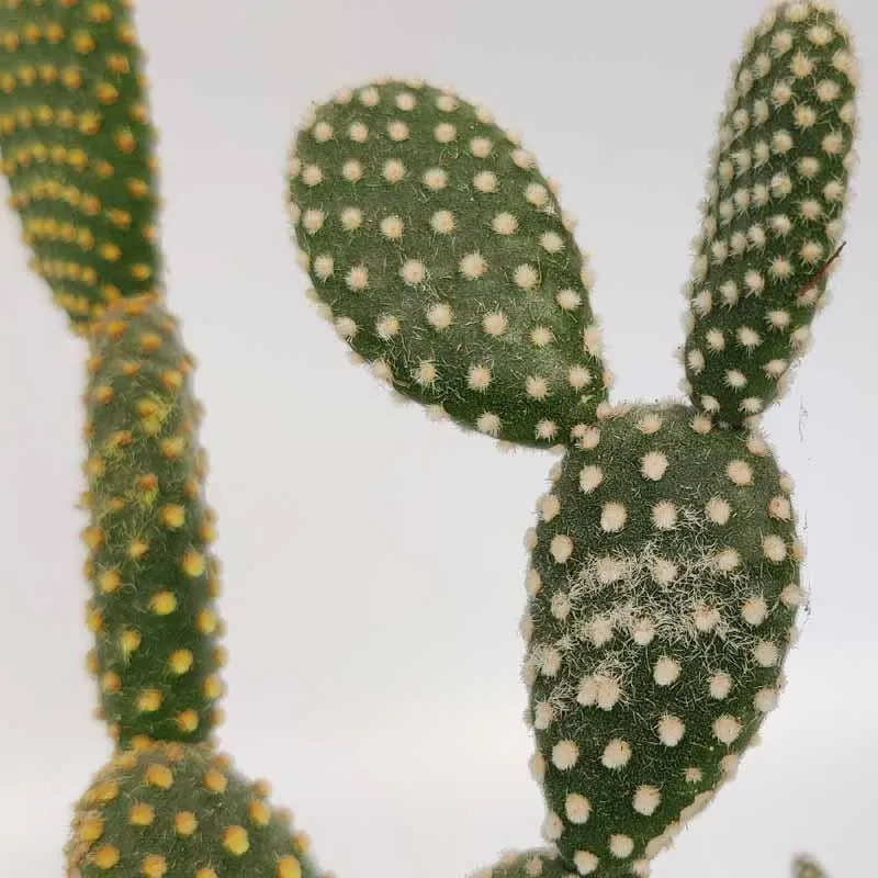 Adorable Bunny Ear Cactus Succulent - A Unique Addition to Your Collection